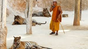 Image result for BERKSHIRE TIGERS THAI