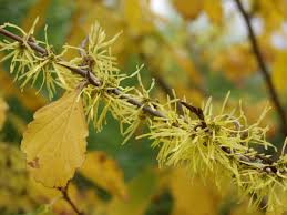 Attēlu rezultāti vaicājumam “Hamamelis virginiana”