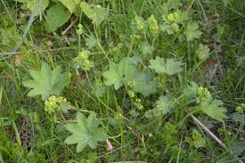 Attēlu rezultāti vaicājumam “Alchemilla vulgaris aggr. bud”
