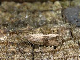 Attēlu rezultāti vaicājumam “Celypha striana”