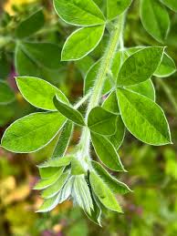 Attēlu rezultāti vaicājumam “Cytisus scoparius leaf”