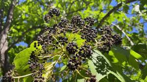 Attēlu rezultāti vaicājumam “Kalopanax septemlobus fruit”