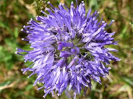 Attēlu rezultāti vaicājumam “Jasione montana flower”