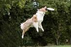 Disc Dogs