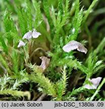 Attēlu rezultāti vaicājumam “Rimbachia neckerae”