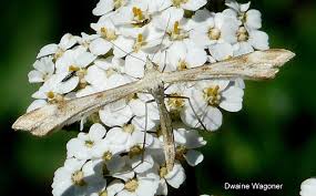 Attēlu rezultāti vaicājumam “Gillmeria pallidactyla”