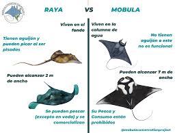 Image result for Mobula thurstoni