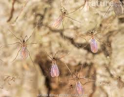 Attēlu rezultāti vaicājumam “Cecidomyiidae”