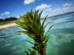 Attēlu rezultāti vaicājumam “Verrucaria hydrela”