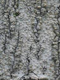 Attēlu rezultāti vaicājumam “Thelotrema lepadinum”