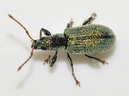 Attēlu rezultāti vaicājumam “Phyllobius”