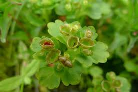 Attēlu rezultāti vaicājumam “Chrysosplenium alternifolium fruit”
