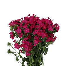 Image result for Dianthus barbatus