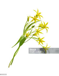 Attēlu rezultāti vaicājumam “Gagea lutea bud”