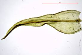 Attēlu rezultāti vaicājumam “Didymodon fallax var. brevifolius”