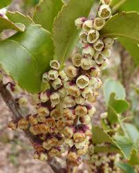 Attēlu rezultāti vaicājumam “Euura acutifoliae”