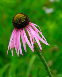 Image result for Echinacea pallida