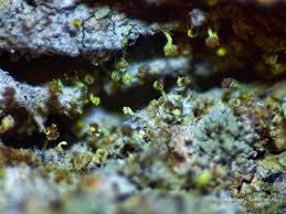 Attēlu rezultāti vaicājumam “Chaenotheca brachypoda”