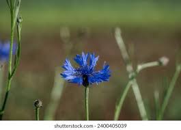 Attēlu rezultāti vaicājumam “Cyanus segetum flower”