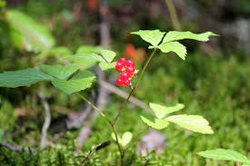 Attēlu rezultāti vaicājumam “Rubus saxatilis leaf”