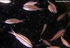 Image result for Haemulon aurolineatum