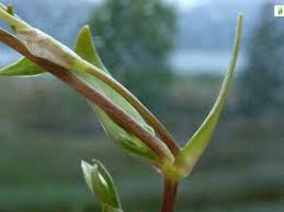 Attēlu rezultāti vaicājumam “Stellaria crassifolia”
