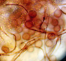 Attēlu rezultāti vaicājumam “Diderma subincarnatum young”