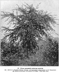 Attēlu rezultāti vaicājumam “Ulmus minor f. suberosa”