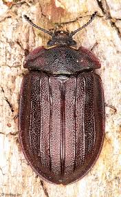 Attēlu rezultāti vaicājumam “Peltis grossa”