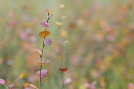 Attēlu rezultāti vaicājumam “Betula nana flower”