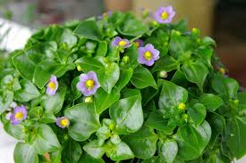 Image result for Exacum affine