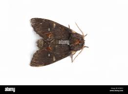 Attēlu rezultāti vaicājumam “Notodonta dromedarius”