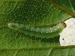 Attēlu rezultāti vaicājumam “Schizotus pectinicornis larva”
