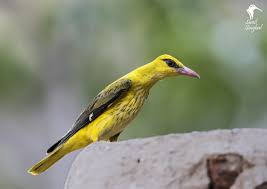 Attēlu rezultāti vaicājumam “Oriolus oriolus female”