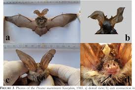 Attēlu rezultāti vaicājumam “Badhamiopsis scripta macro”