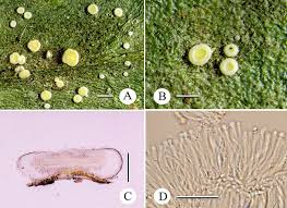 Attēlu rezultāti vaicājumam “Coenogonium pineti”