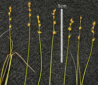 Attēlu rezultāti vaicājumam “Carex disperma”