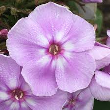 Image result for Phlox paniculata `Sweet Summer`