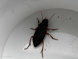 Attēlu rezultāti vaicājumam “Melanotus sp.”