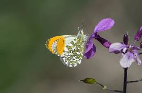 Attēlu rezultāti vaicājumam “Anthocharis cardamines male”
