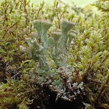 Attēlu rezultāti vaicājumam “Cladonia pyxidata”