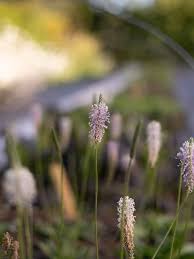 Attēlu rezultāti vaicājumam “Plantago media”