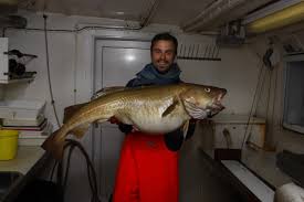 Image result for Gadus morhua