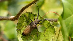 Attēlu rezultāti vaicājumam “Saperda carcharias”