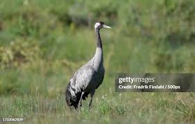 Attēlu rezultāti vaicājumam “Grus grus”