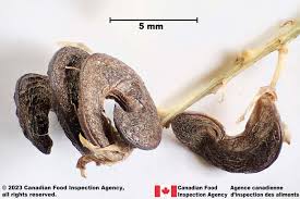 Attēlu rezultāti vaicājumam “Medicago sativa subsp. sativa”