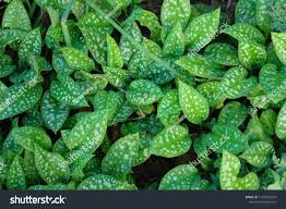 Attēlu rezultāti vaicājumam “Pulmonaria saccharata leaf”