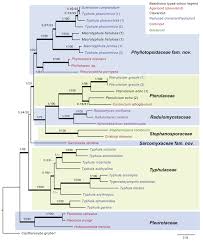 Attēlu rezultāti vaicājumam “Pistillaria sp.”