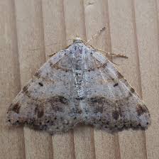 Attēlu rezultāti vaicājumam “Macaria signaria”