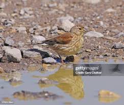 Attēlu rezultāti vaicājumam “Carduelis cannabina male”
